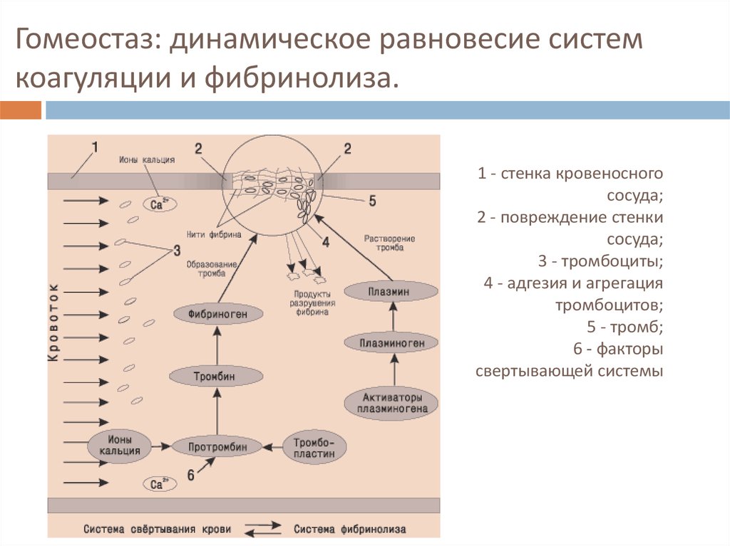 Системы обеспечивающие гомеостаз. Гомеостаз динамическое равновесие. Факторы гомеостаза. Адгезия и агрегация тромбоцитов. Адгезия агрегация коагуляция.