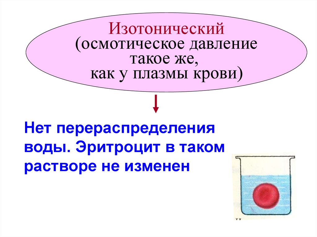 Изотонический раствор это. Осмотическое давление плазмы крови. Осмотическое давление эритроцитов. Влияние осмотического давления на эритроциты. Состояние эритроцита в изотоническом растворе.