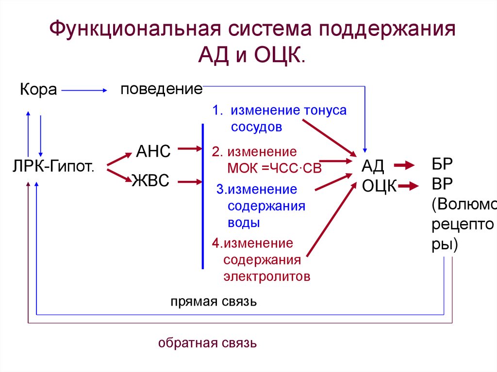 Функциональное поведение. Функциональная система поддержания ОЦК. Регуляции объема циркулирующей крови схема. Функциональная система поддержания артериального давления. Функциональная система поддержания объема циркулирующей крови.