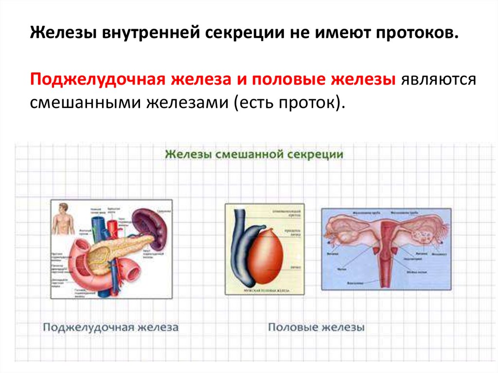 Эндокринная система - презентация онлайн