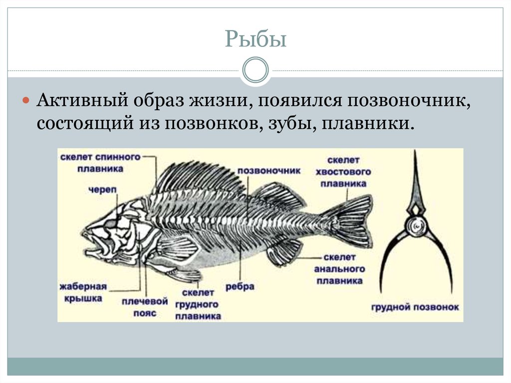 Какие рыбы активные. Позвоночник рыбы. Активные рыбы. Рыба с множеством плавников. Классификация речного окуня.