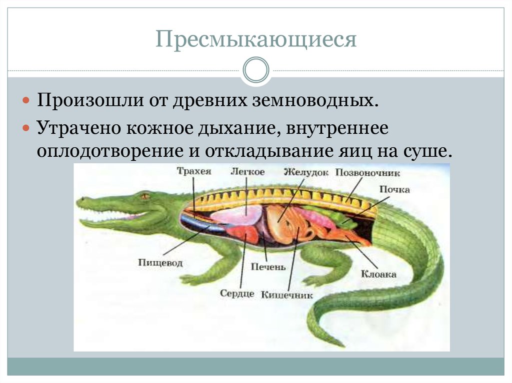 Пресмыкающие размножение