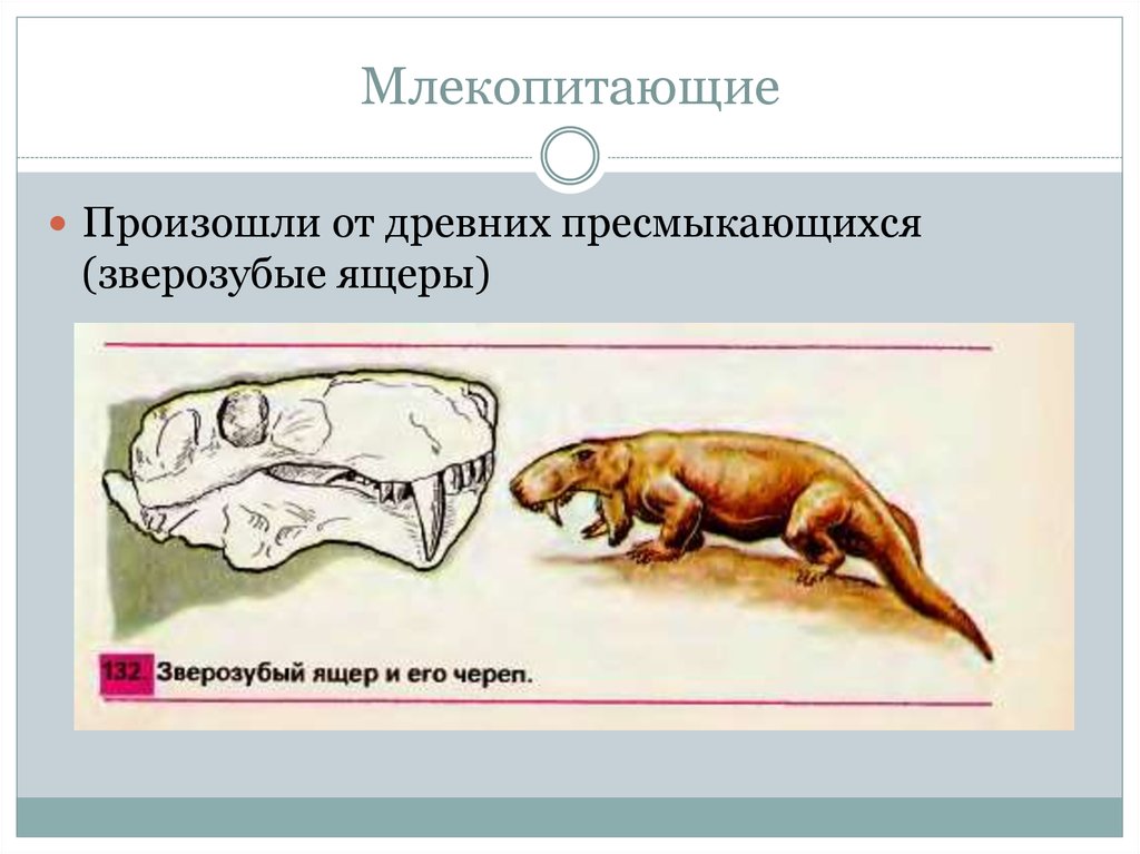 Появление млекопитающих произошло