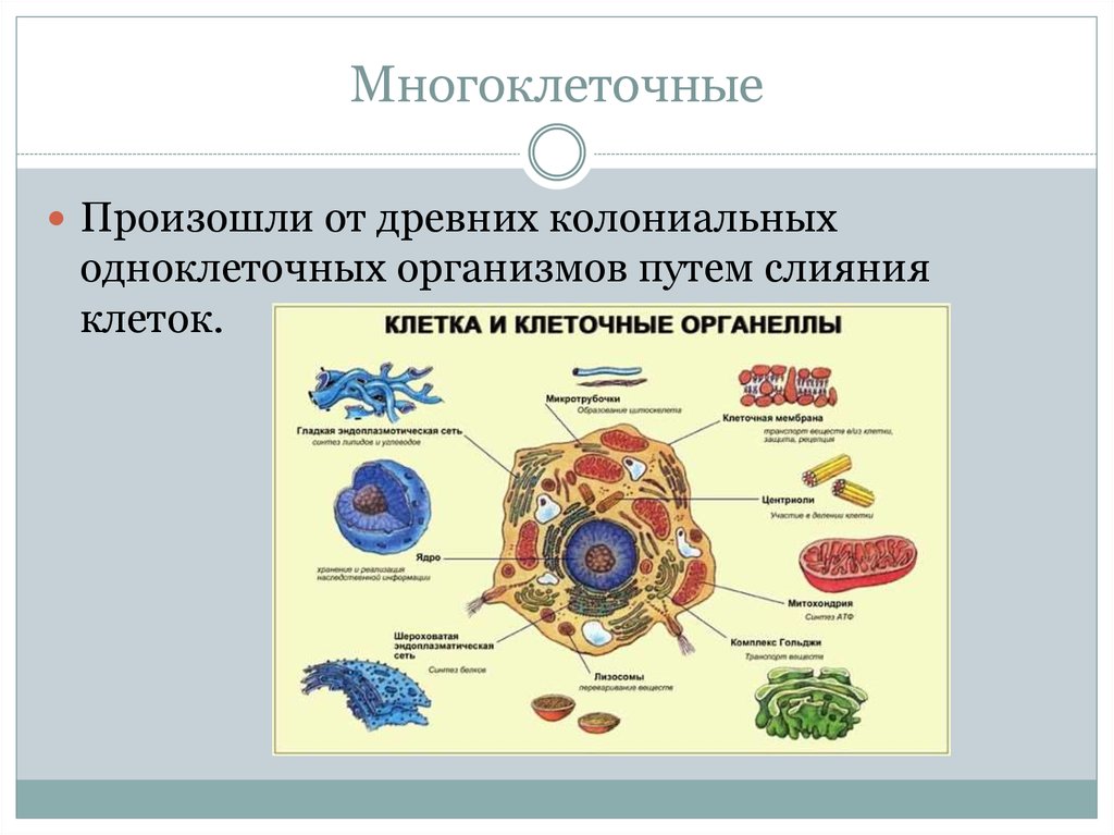 Роль многоклеточных организмов. Многоклеточные организмы. Строение многоклеточных животных. Многоклеточные организмы примеры. Клетка многоклеточных животных.