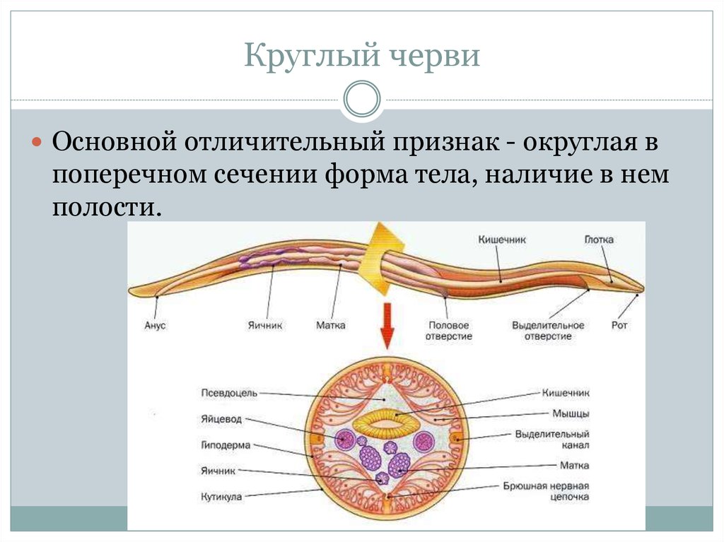 Тело нечленистое округлое. Схема строения круглых червей. Продольный разрез тела круглого червя. Внутренне строение круглого червя. Схема внутреннего строения круглых червей.