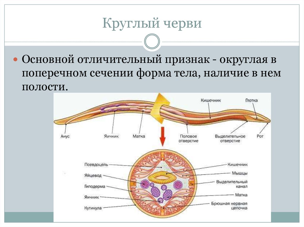 Форма круглых червей. Схема строения круглых червей. Продольный разрез тела круглого червя. Внутренне строение круглого червя. Внутреннее строение круглых червей.