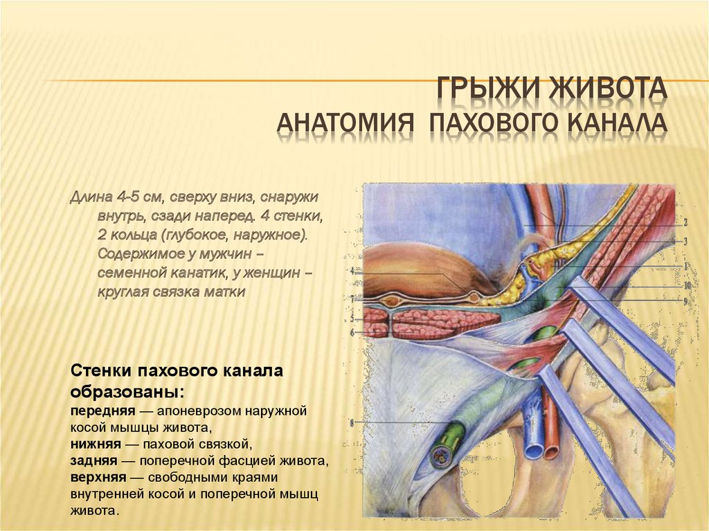 Паховые артерии у мужчин где находится картинка