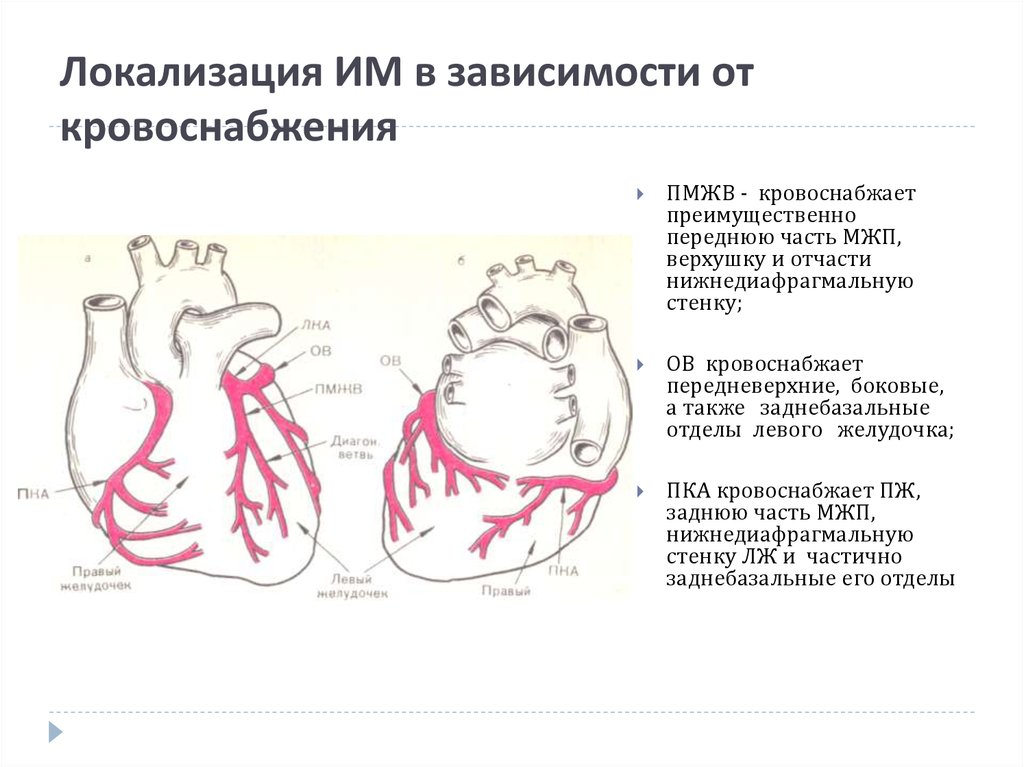 Стенки левого и правого желудочка. Задняя 1/3 межжелудочковой перегородки кровоснабжается. Локализация коронарных артерий. Кровоснабжение нижней стенки миокарда. Передняя межжелудочковая ветвь левой коронарной артерии.