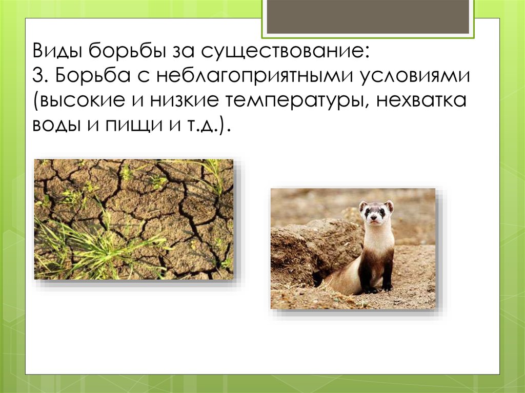 Чем выражается борьба организмов с неблагоприятными условиями. Борьба за существование с неблагоприятными условиями. Борьба с неблагоприятными условиями. Виды борьбы с неблагоприятными условиями. Борьба с неблагоприятными условиями причины.