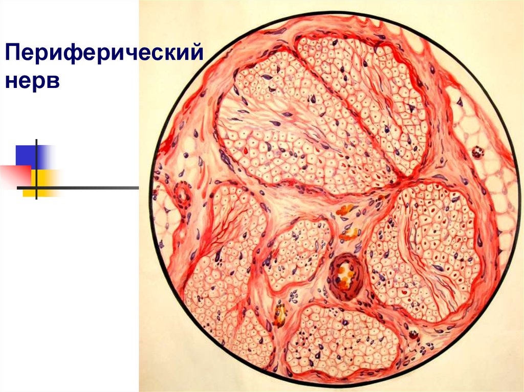 Периферический. Периферический нерв. Ствол периферического нерва. Периферийные нервы. Гистология периферического нерва нерва и нервного волокна.