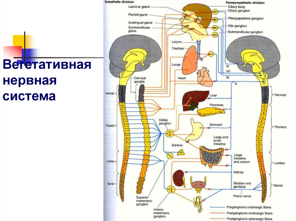 Нервная система 7