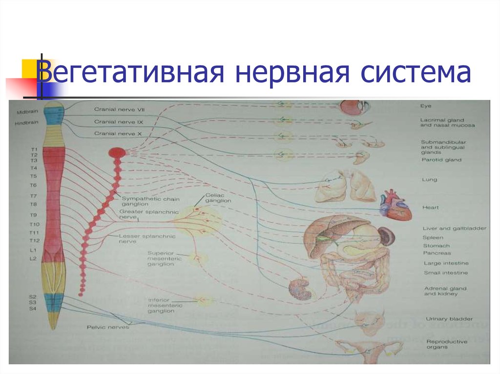 Рисунок вегетативная нервная система неттера