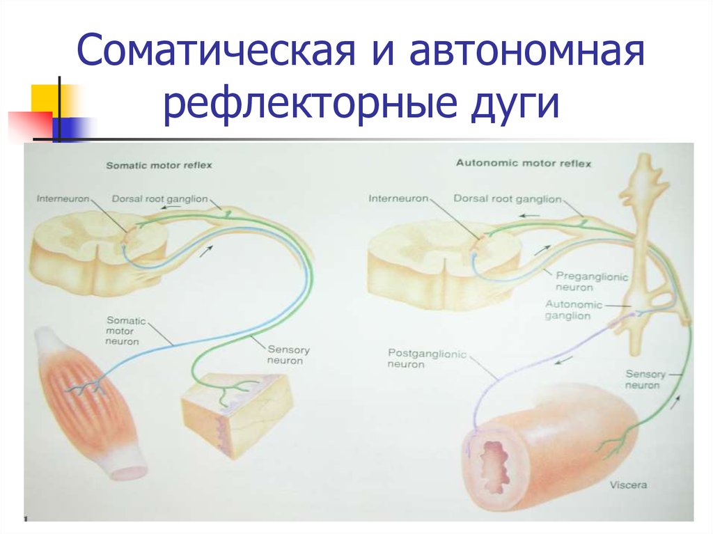 Схема соматической и вегетативной рефлекторных дуг