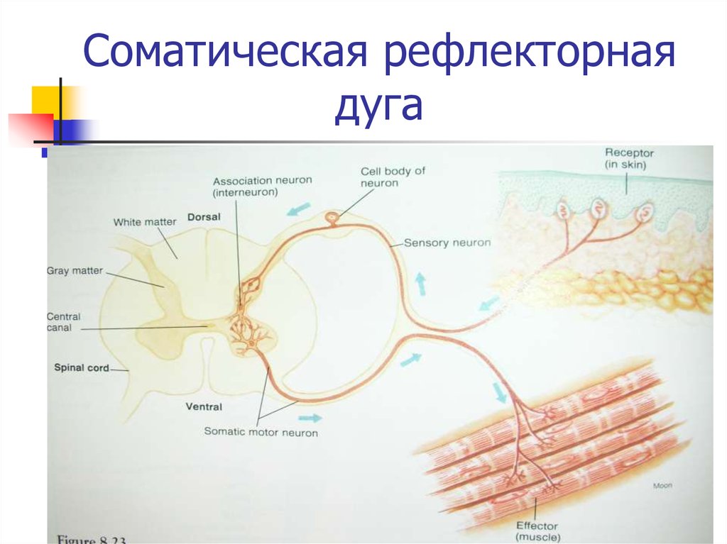 Элементы соматической рефлекторной дуги. 3 Звена рефлекторной дуги. Схема соматической рефлекторной дуги гистология. Рецепторы соматической рефлекторной дуги. Рефлекторная дуга соматической нервной системы гистология.