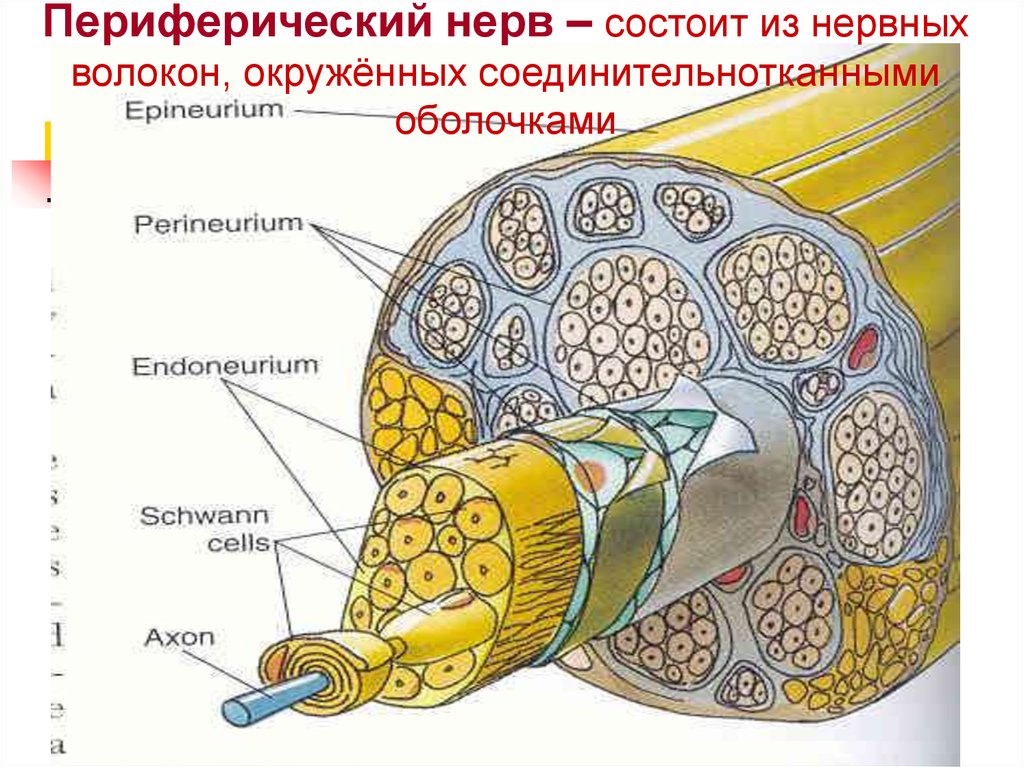 Из чего состоит нервная. Периферический нерв. Периферический нерв состоит. Элементы периферического нерва. Периферический нерв состоит из.