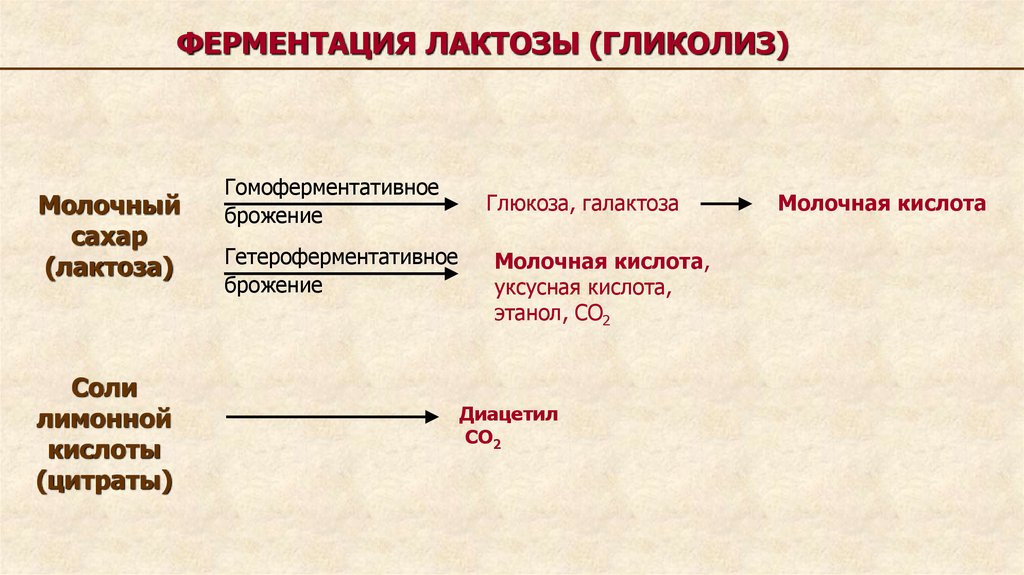 Ферментация это. Ферментация лактозы. Брожение лактозы. Молочнокислое брожение лактозы. Ферментация молочной кислоты/ молочная ферментация.