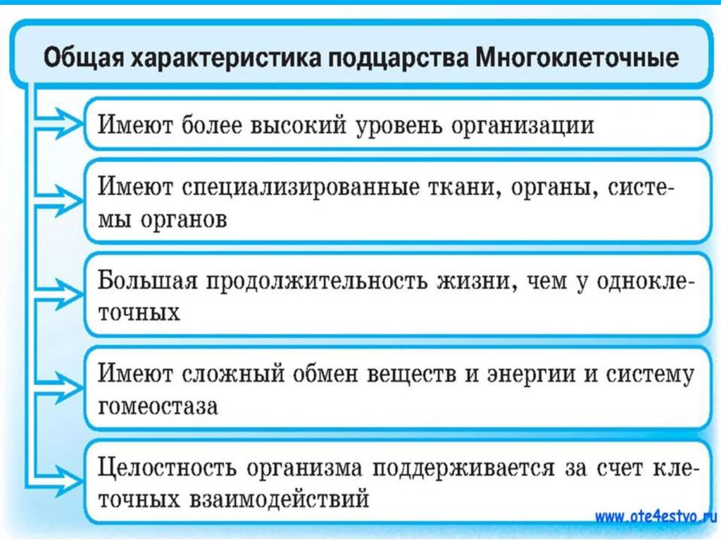 Назовите основные организации многоклеточного организма. Общая характеристика многоклеточных животных. Общая характеристика многоклеточного организма. Рбщяя характеристика многоклеточнвх животнвх. Общие признаки многоклеточных животных.