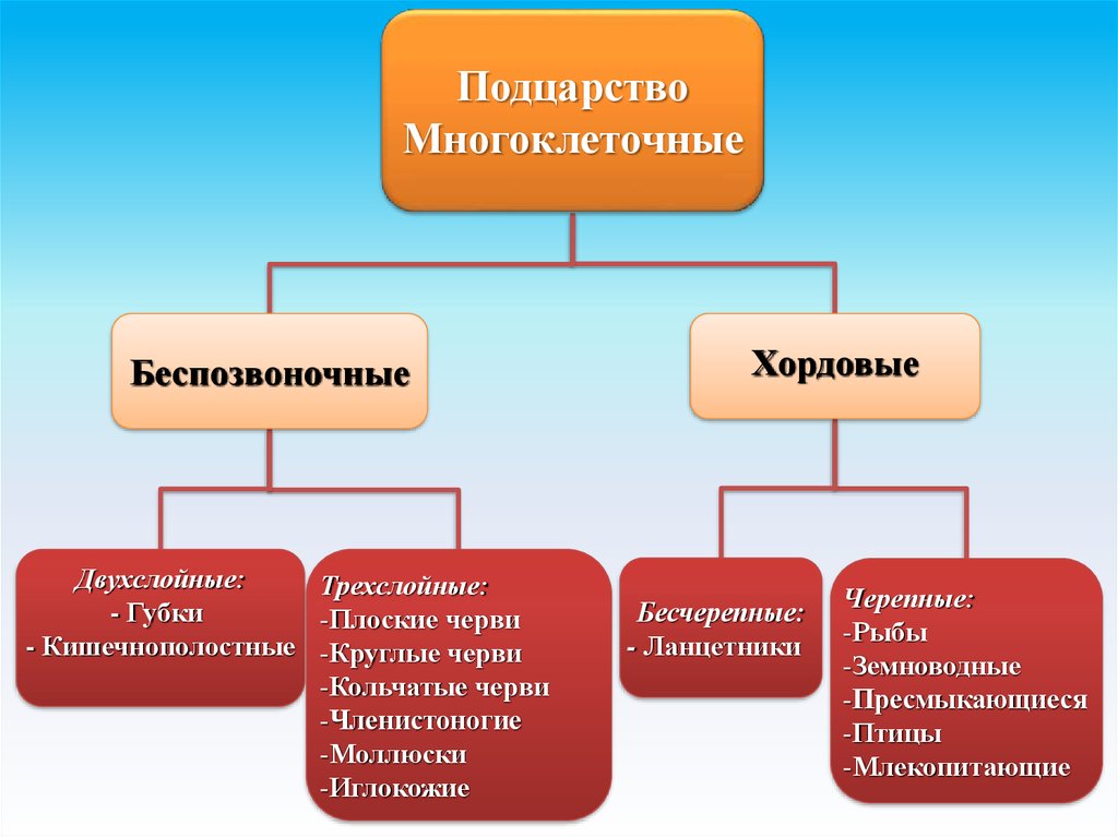 Уровни организации многоклеточного организма