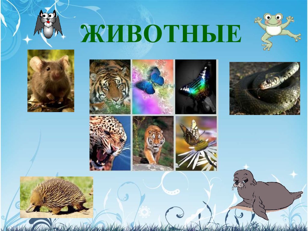 Живой мир 5 класса. Многообразие животных. Царство животные. В царстве животных. Животные организмы.