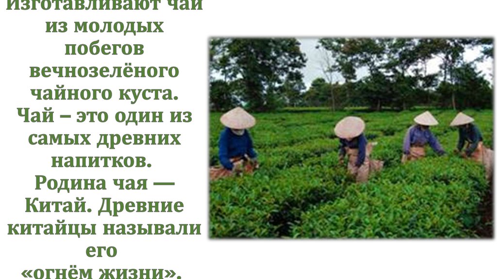 Изготавливают чай из молодых побегов вечнозелёного чайного куста. Чай – это один из самых древних напитков.  Родина чая —