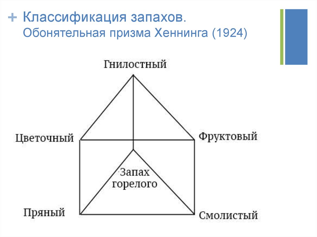 Шесть основных. Призма Хеннинга. Обонятельная Призма Хеннинга. Классификация запахов. Классификация первичных запахов.