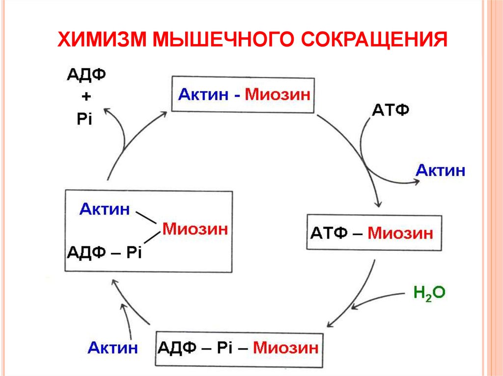 Биохимия мышечного сокращения схема