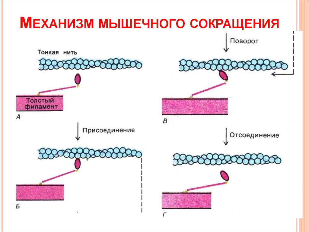 Биохимия мышечного сокращения схема