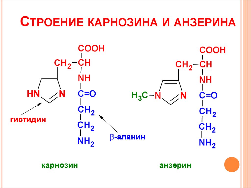 Биохимия мышечной ткани презентация