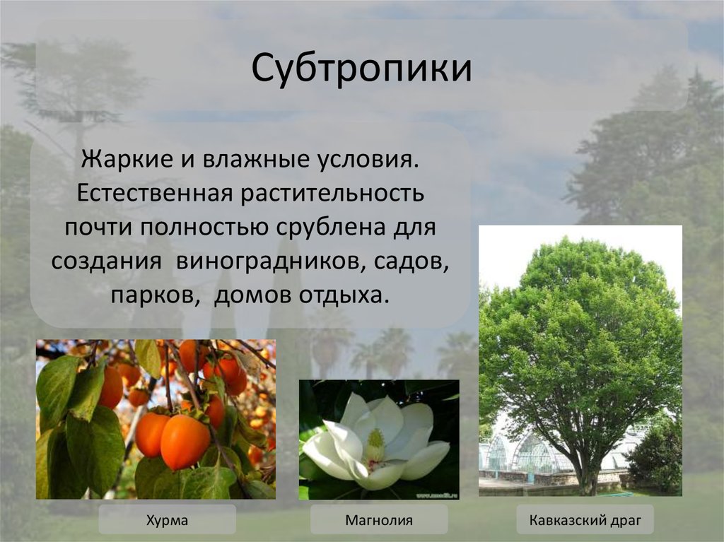 Влажные субтропики растительный мир. Растения субтропиков России 4 класс. Растения в субтропических лесах. Растения характерные для субтропических лесов