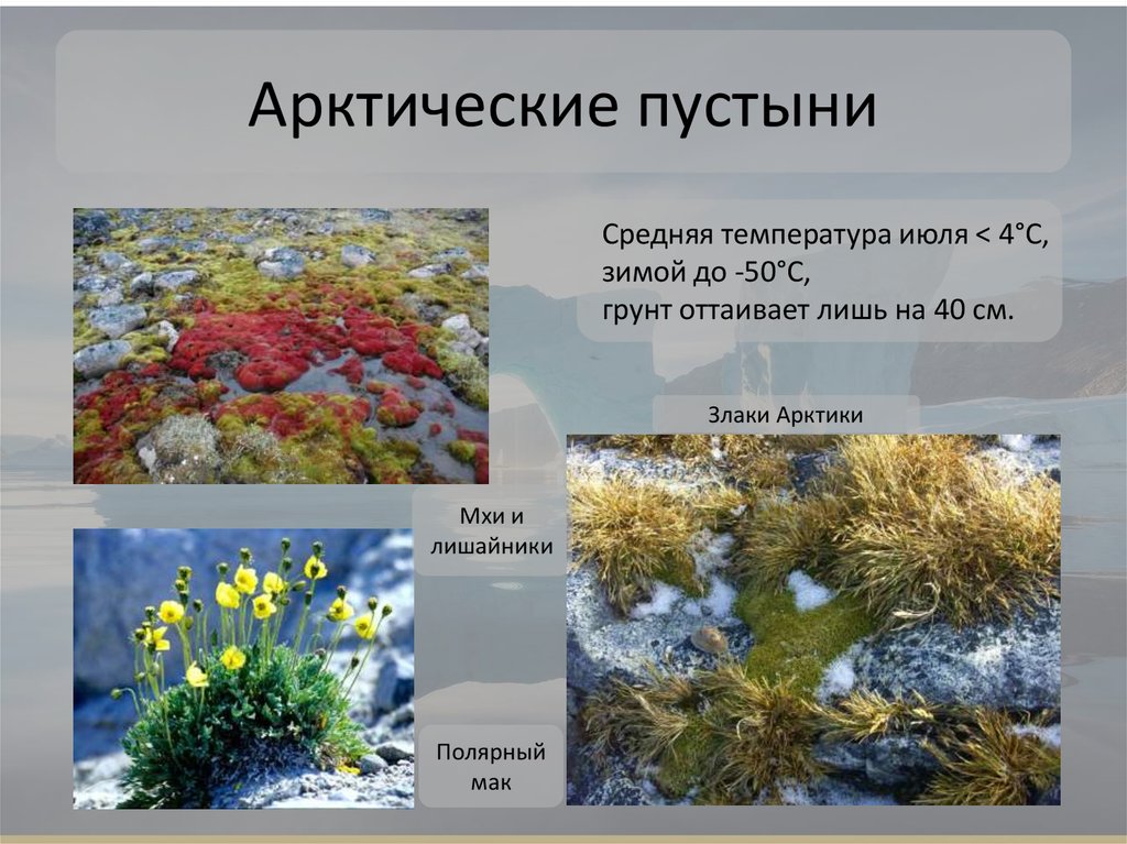 Растения в арктических и антарктических пустынях. Мхи лишайники Полярный Мак. Растения арктических пустынь Евразии.