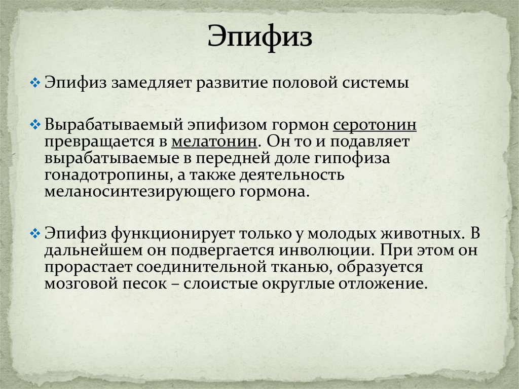 Шишковидная железа это. Эпифиз. Развитие эпифиза. Эпифиз шишковидная железа. Источник развития эпифиза.