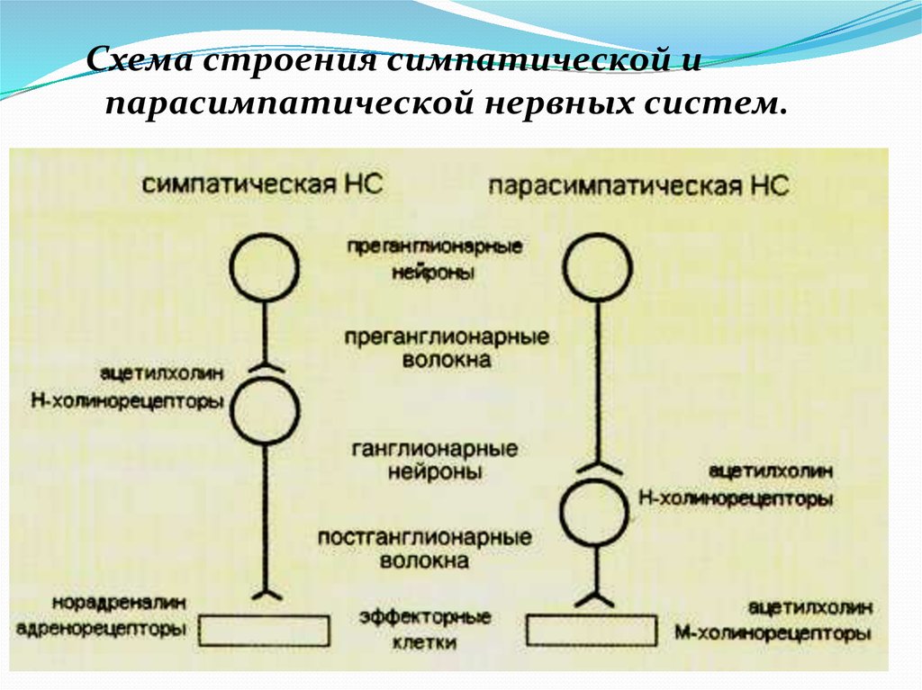 Схема структуры эфферентной иннервации