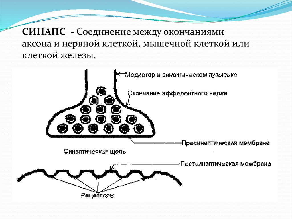 Мышечные синапсы примеры. Нервно мышечное соединение синапс. Схема синапса нервно-мышечного соединения. Строение нервно-мышечного синапса. Соединение синапсов.