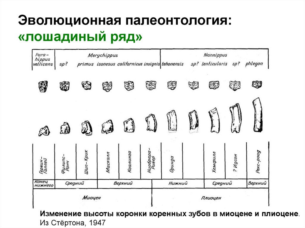 Изменение ряда. Эволюционная палеонтология. Эволюция зубов лошади. Эволюционизм палеонтология. Филогенетика лошадей.