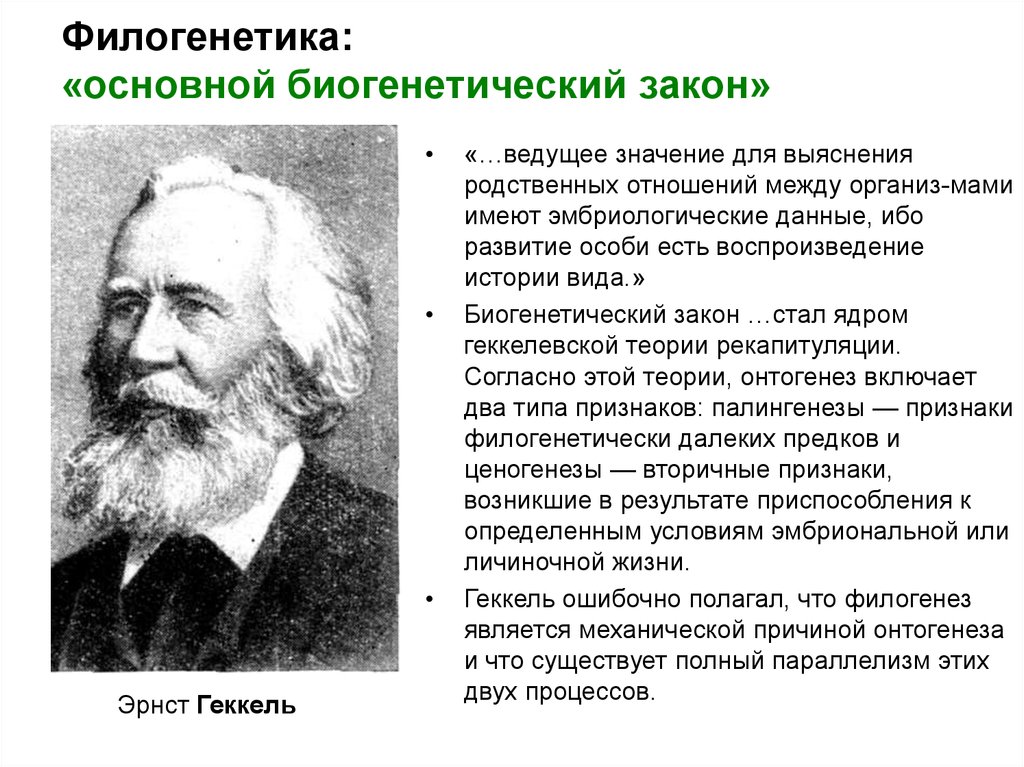 Веду значение. Закон Эрнста Геккеля. Закон эмерджентности, биогенетический закон (э.Геккель).. Биогенетический закон сформулировали э Геккель. Биогенетический закон авторы ф.Мюллер и э.Геккель.