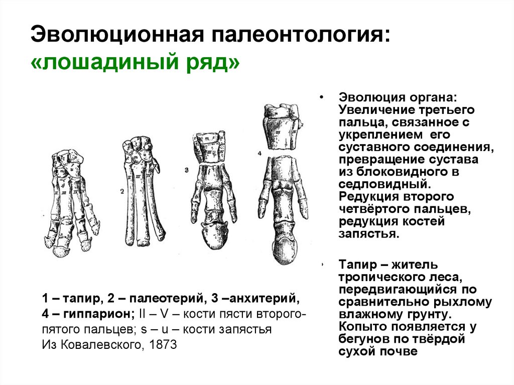 Увеличение органа. Эволюционная палеонтология. Редуцированный палец. Редукция пальцев у лошади. Редукция конечностей.