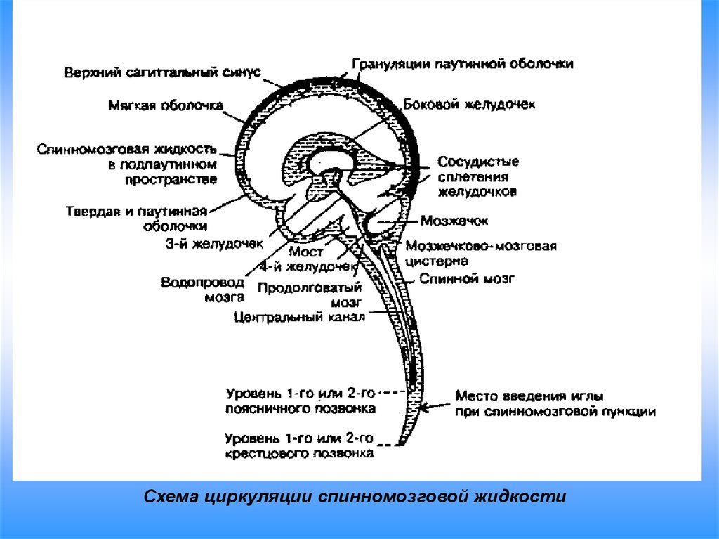 Схема циркуляции спинномозговой жидкости