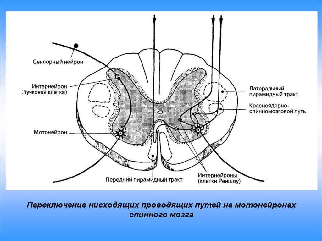 Спинной мозг пути схема