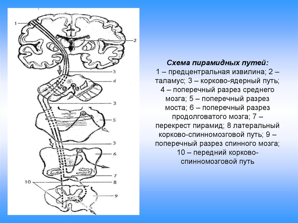 Латеральный корково спинномозговой