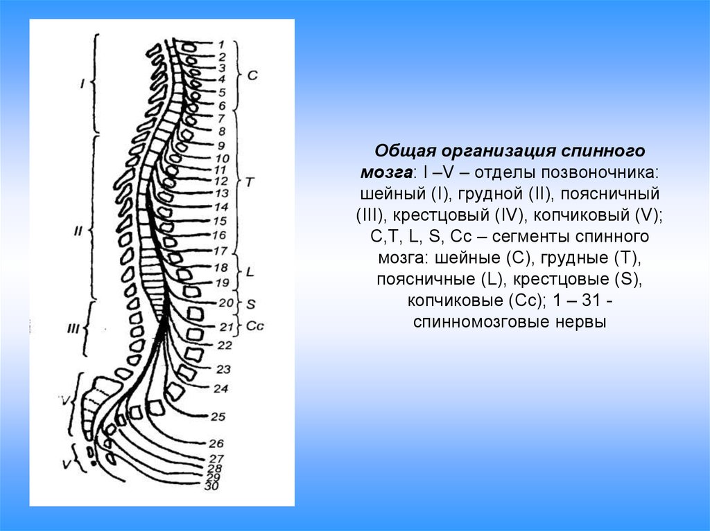 Функции шейного отдела. Сегменты шейного отдела спинного мозга. Крестцового сегмента спинного мозга (s 3). Соответствие сегментов спинного мозга позвонкам. Сегменты спинного мозга грудной отдел.