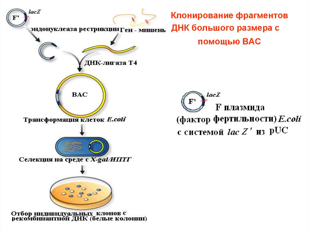 Клонирование системы. Схема получения рекомбинантной ДНК. Рекомбинантные ДНК принципы клонирования.