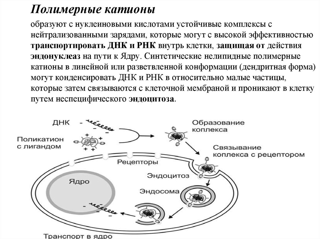 Устойчивые комплексы. Полимерные носители. Транспортировка ДНК. Поликатионы. Транспортировка магния внутрь клетки.