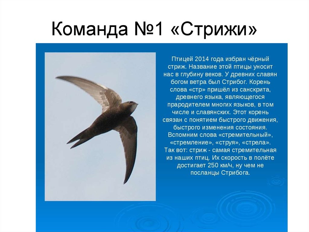 Научно познавательный текст о стрижах 4. Сообщение о Стрижах кратко. Доклад о Стрижах. Стриж птица. Познавательные факты о Стрижах.