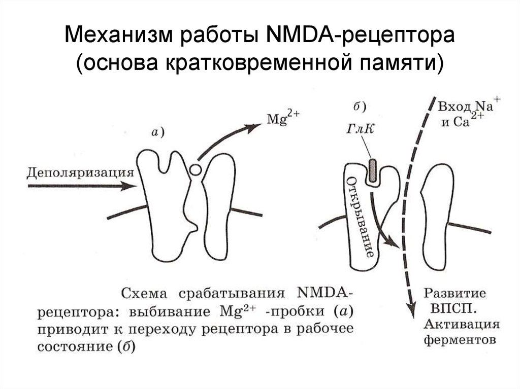 Рецептор механизмов. Глутаматные NMDA Рецептор. Строение NMDA рецептора. НМДА рецепторы структура. НМДА рецепторы функция.