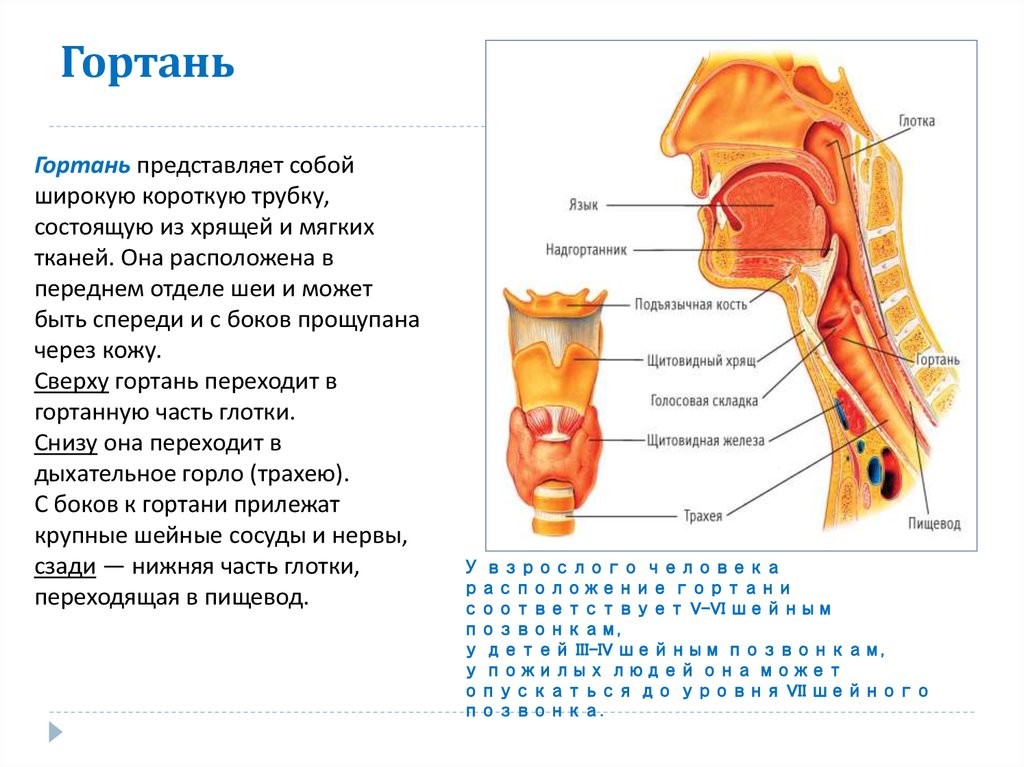 Горло изнутри схема