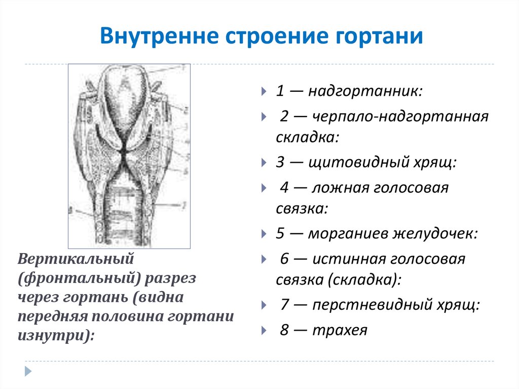 Отделы гортани