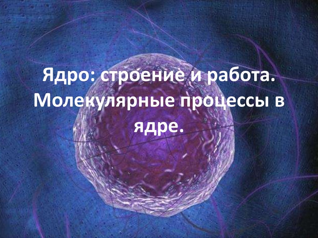 Молекулярные процессы. Ядро для презентации. Строение ядра презентация.