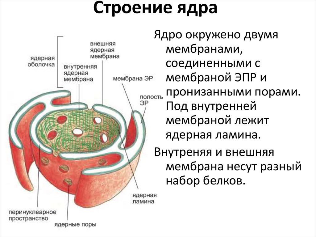 Для какой клетки характерны ядру. Ядерная мембрана ядро клетки. Внутреннее строение ядра клетки. Строение ядерной оболочки. Строение ядерной оболочки ядра.