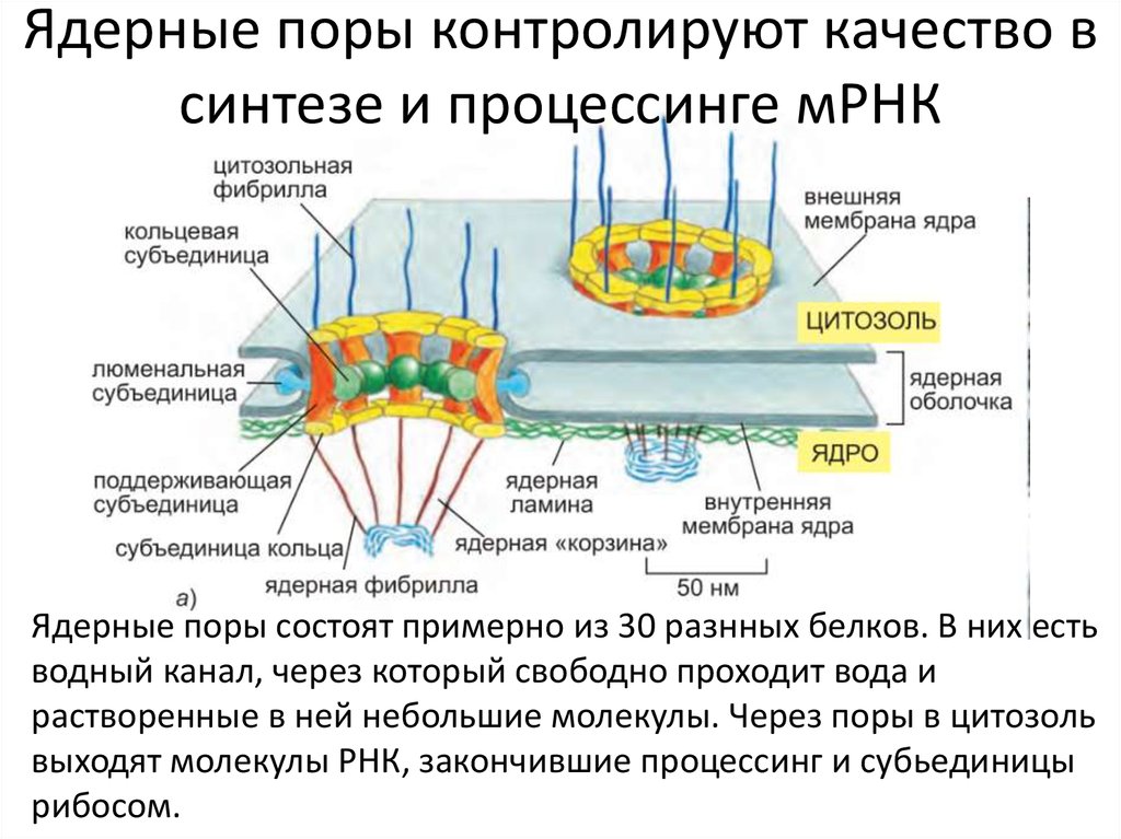 Определите чем различаются пептиды закодированные в следующих участках мрнк цуу ггц