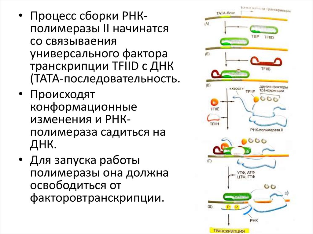 Первый этап фосфорилирование РНК полимеразы. Субъединичное строение бактериальной РНКПОЛИМЕРАЗЫ. Ингибиторы РНК полимеразы и сперматогенез. PPARG транскрипционный фактор. Сборка белка происходит